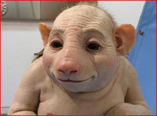 Swine Flu