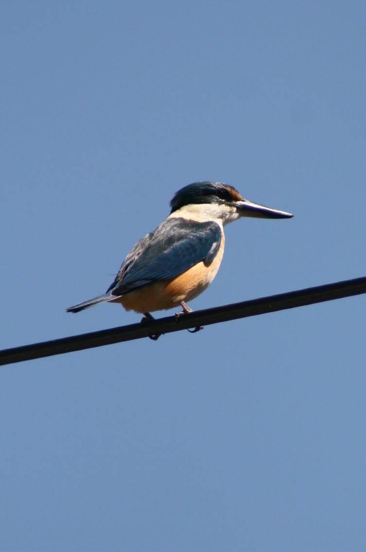 Kingfisher