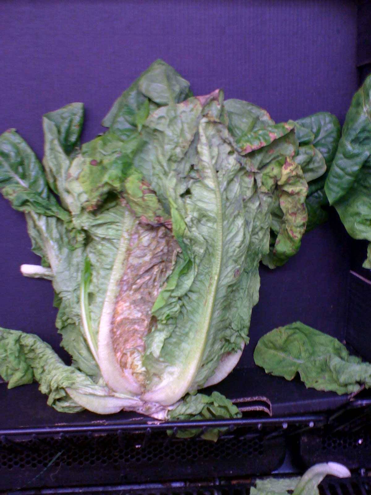 lettuce