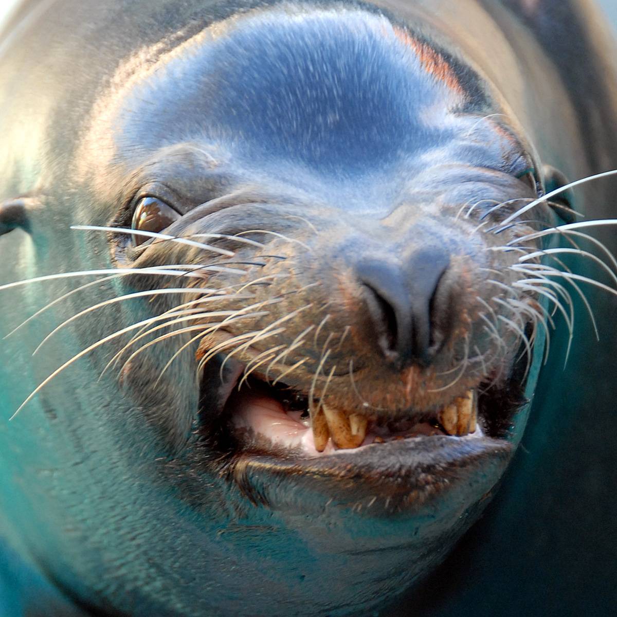 seal