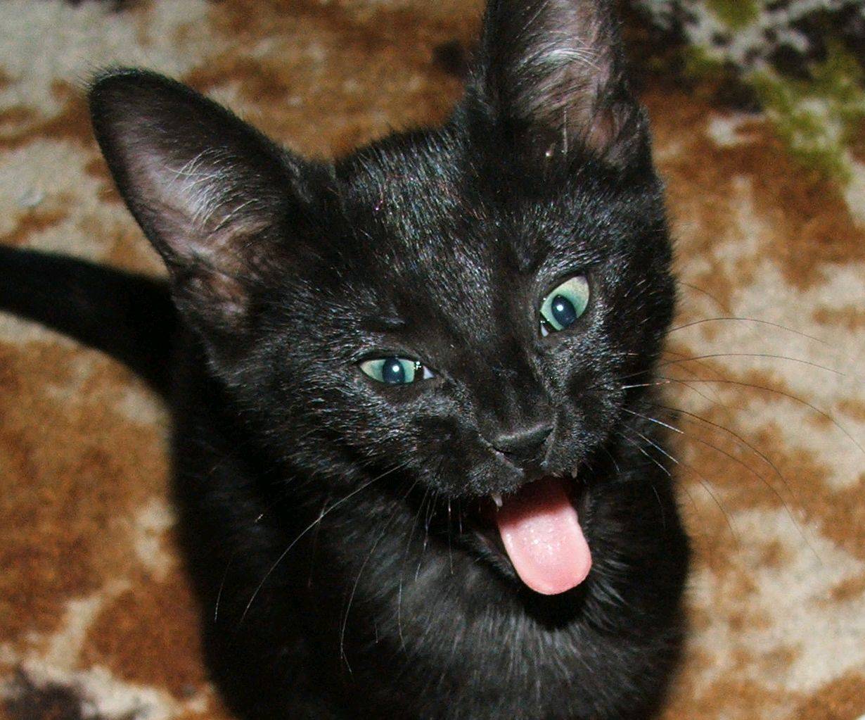My New Cat