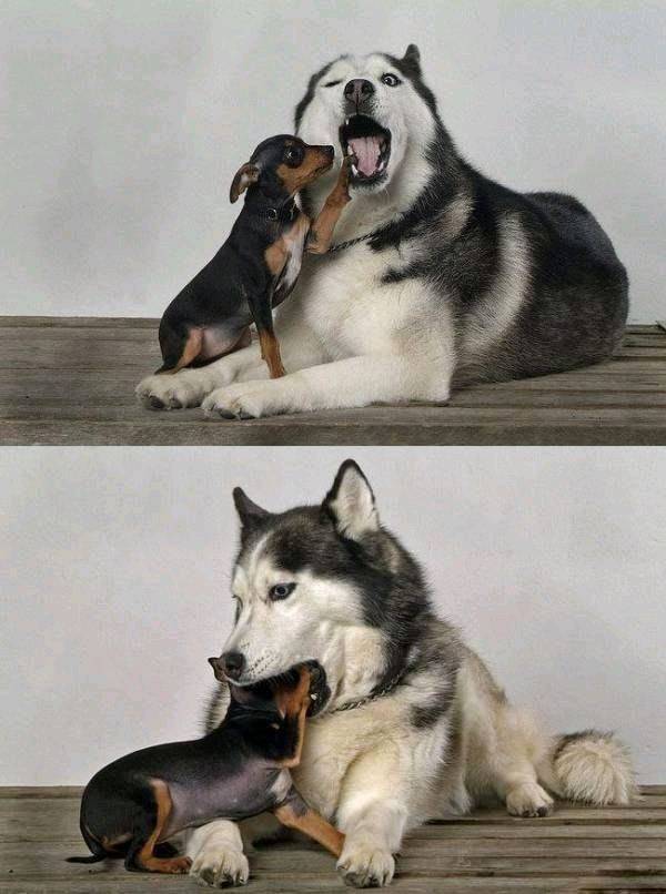 the-dog-dentist       say 'ahhhhh'