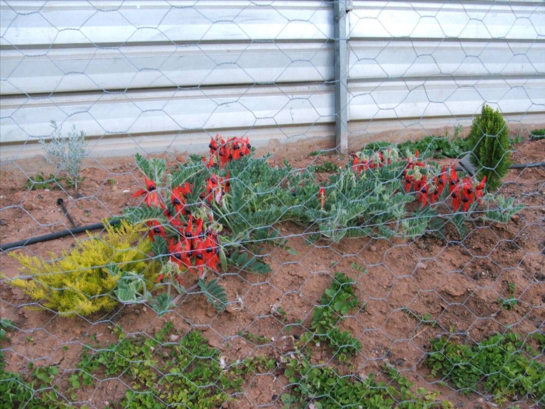 STURT PEA 09