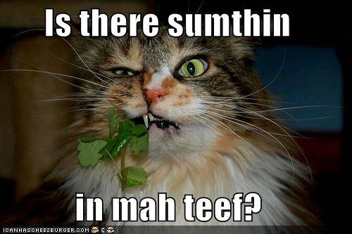 funny-pictures-something-in-cats-teeth