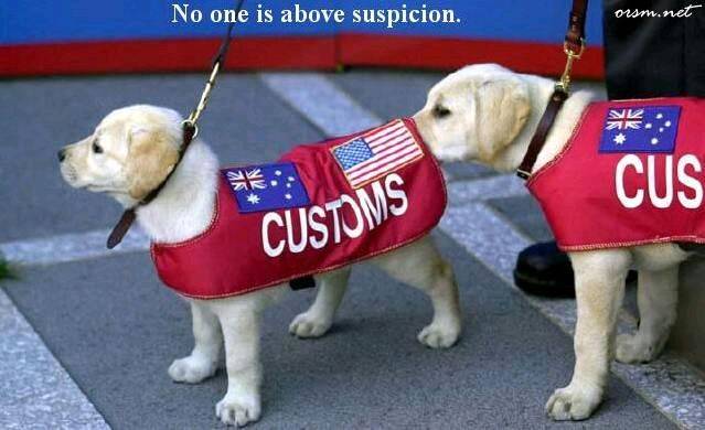 Customs dogs