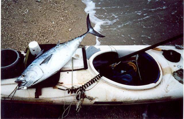 mack tuna2 (Small)