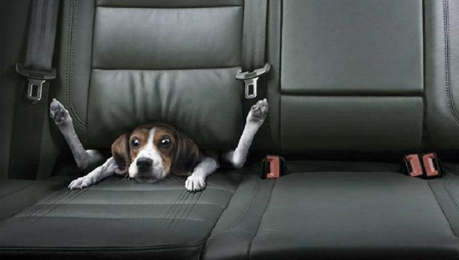dog seat
