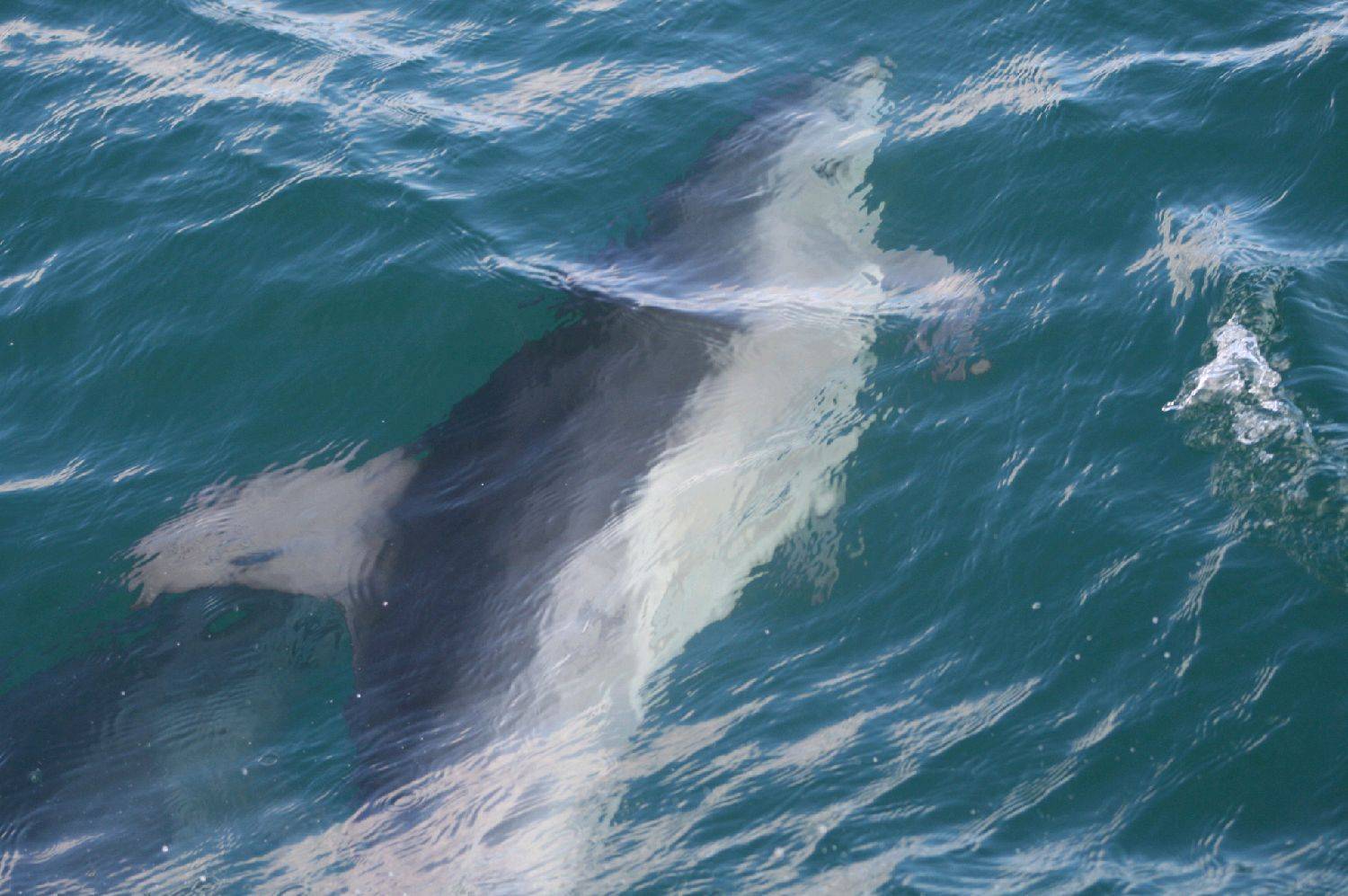 dolphins 27june2010 024