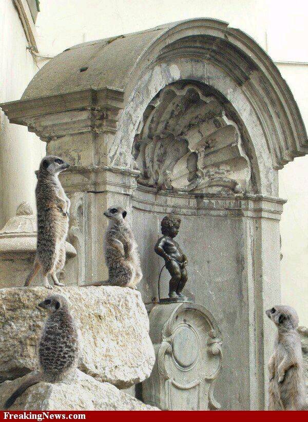 Meerkcats--6495[1]