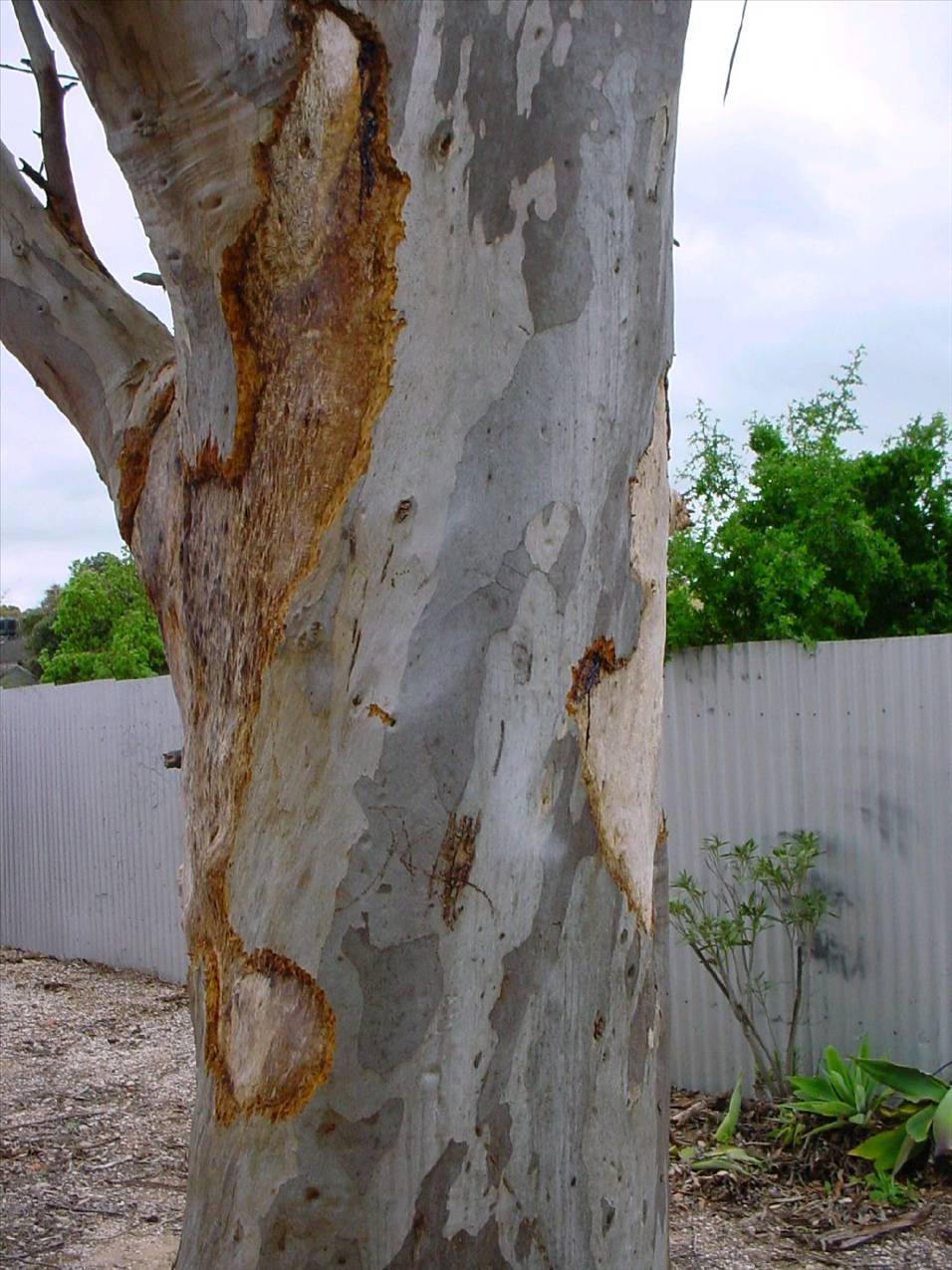 Galah ringbarks red gum 003