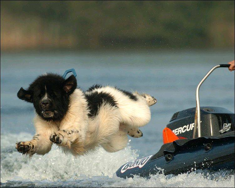 newf landsear