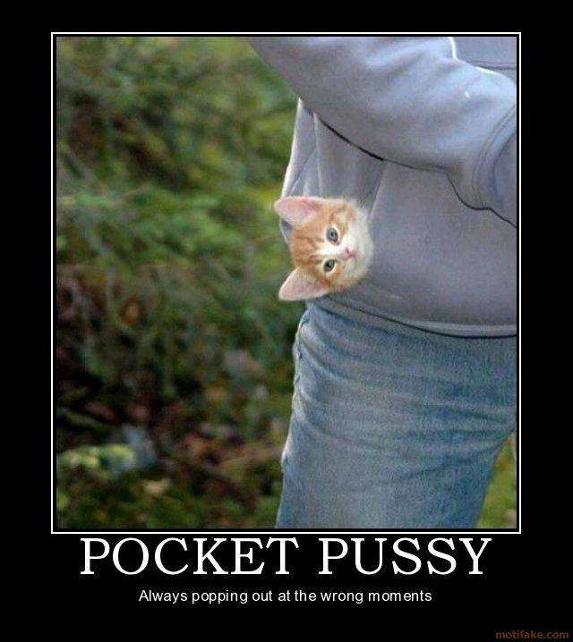 kitten