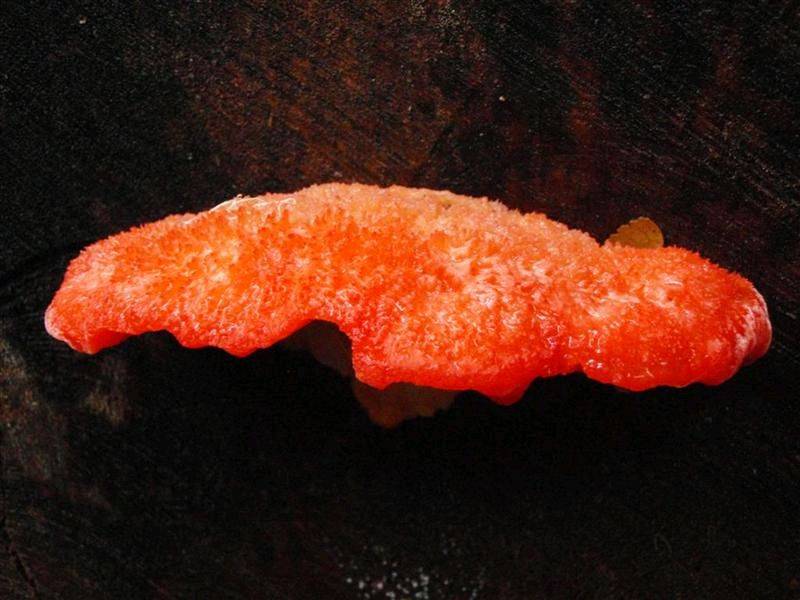Tassie Rainforest