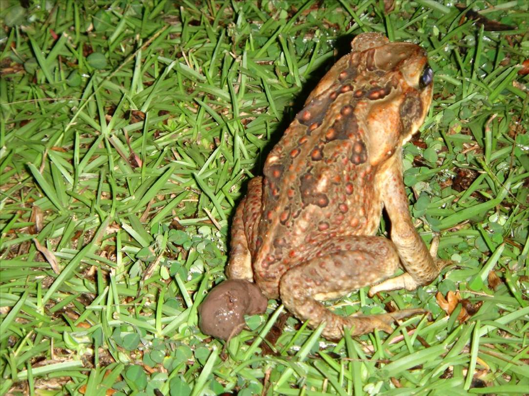 Fiji 2011 274
