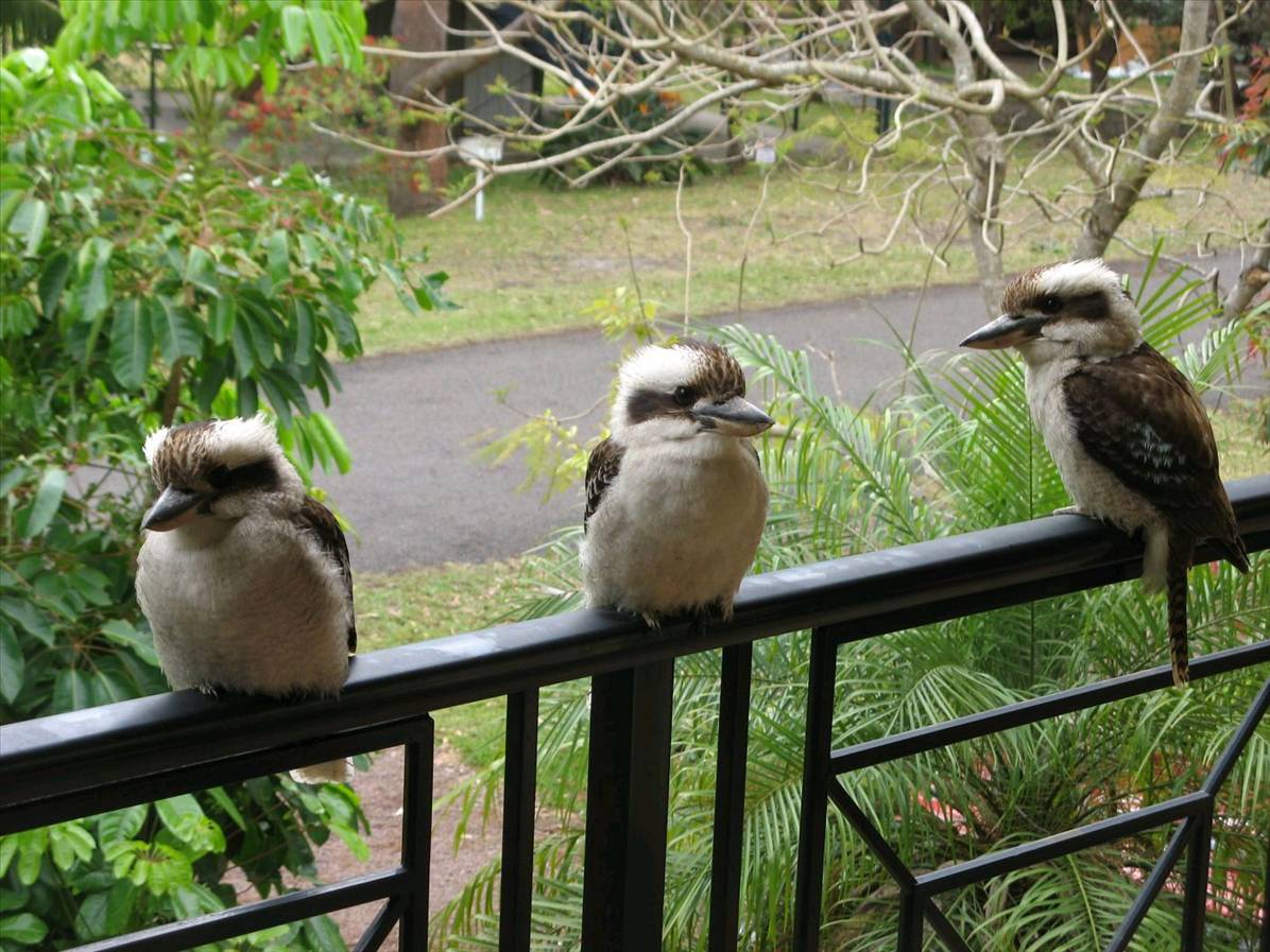 Hawks Nest 2009 062