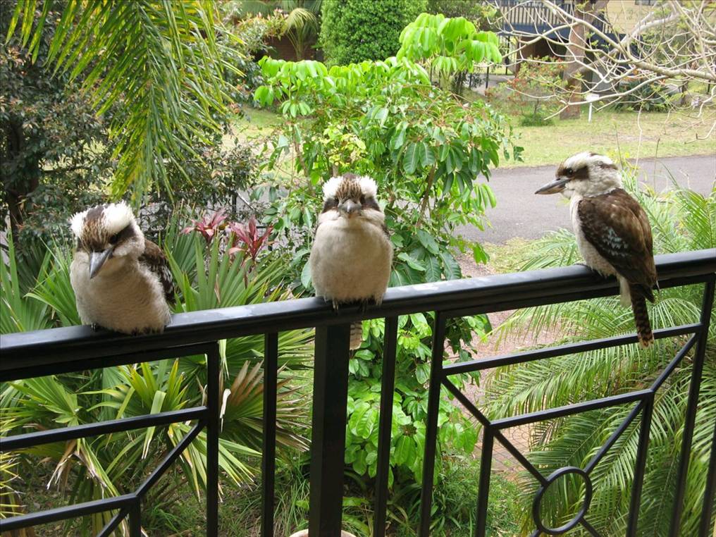 Hawks Nest 2009 063