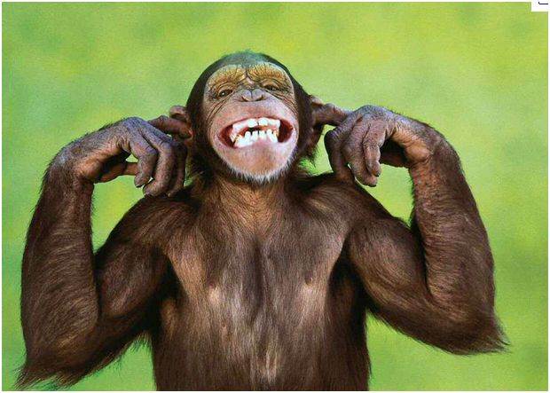 monkey