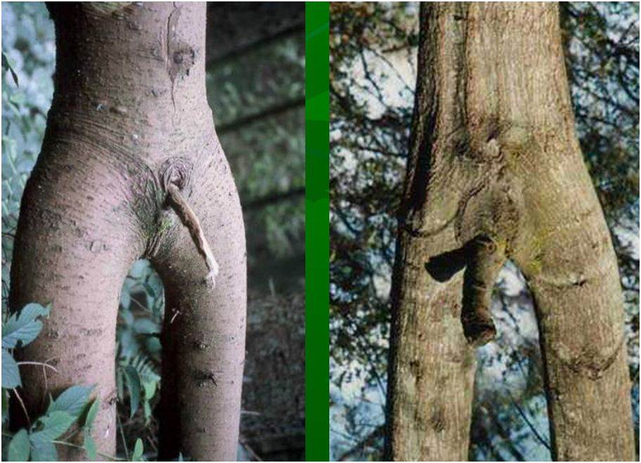 tree2
