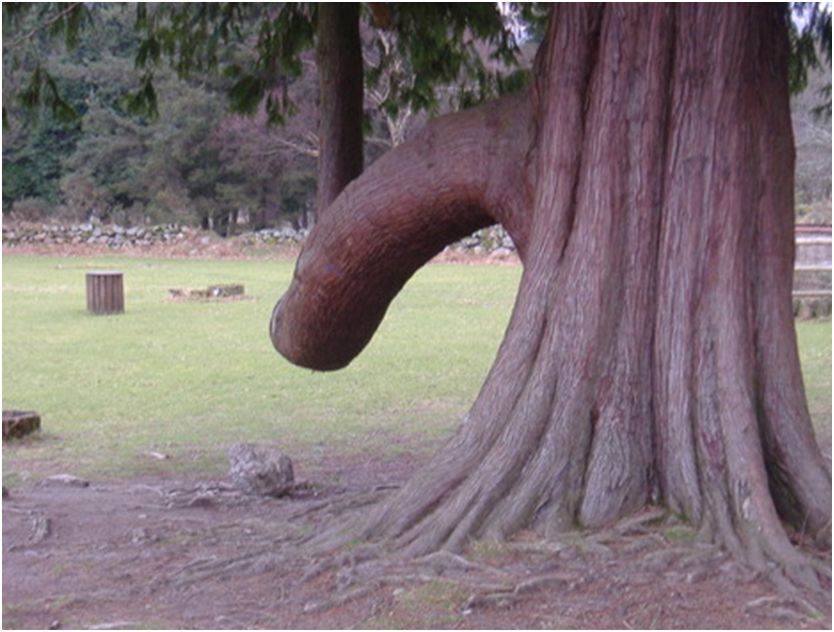 tree3