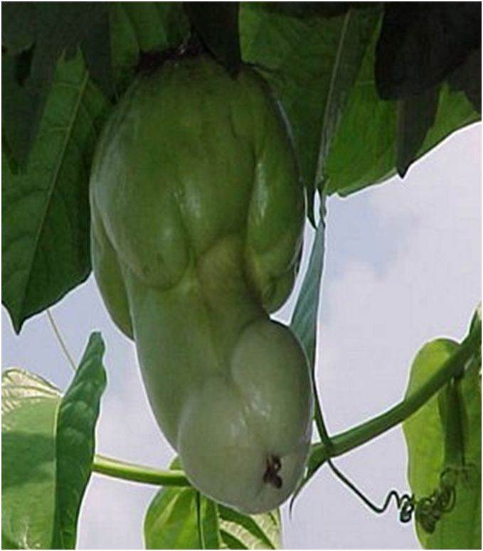 veg1