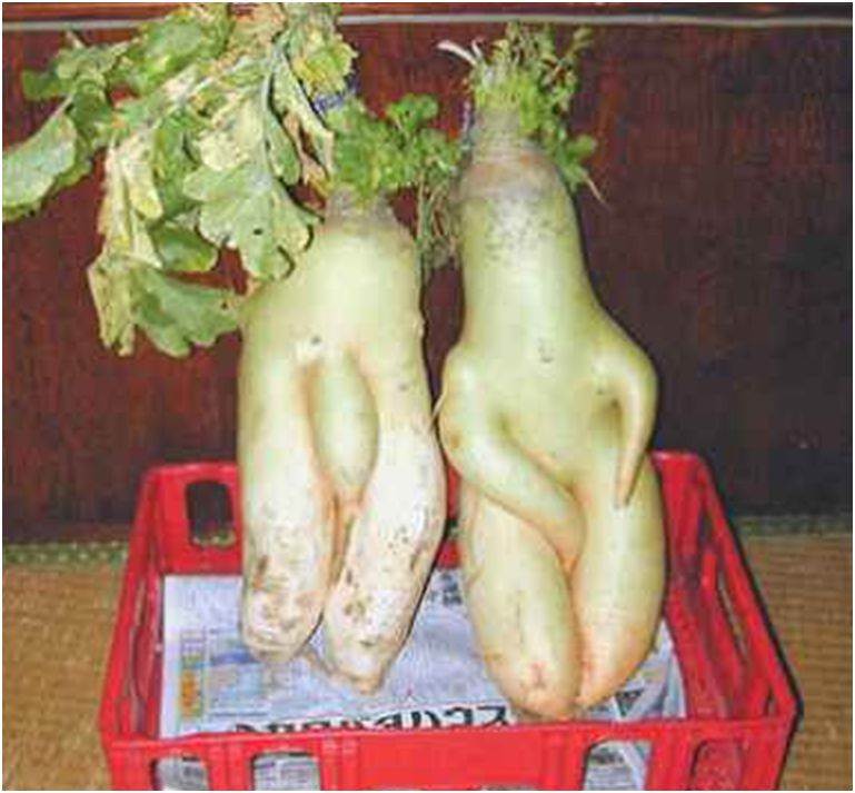 veg3