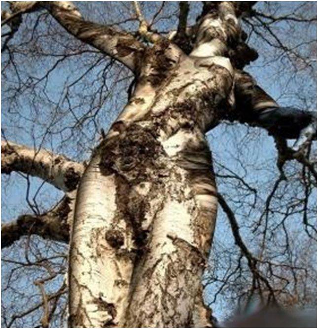 tree4