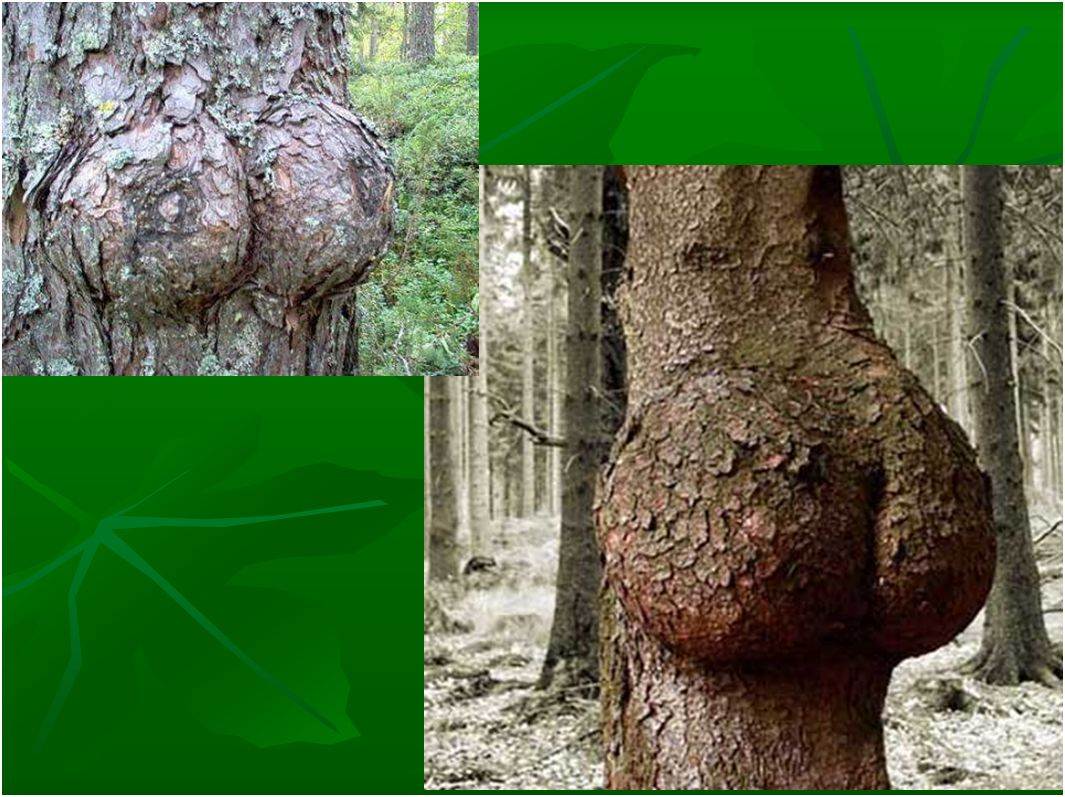 tree66