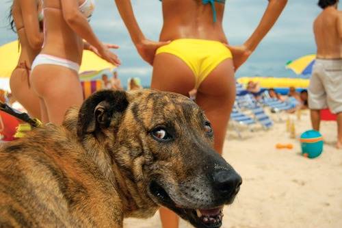 doggie