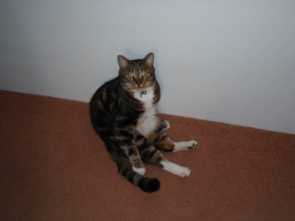 mr kitty