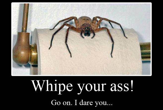 australia-spider-toilet-roll