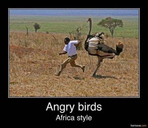 angry birds