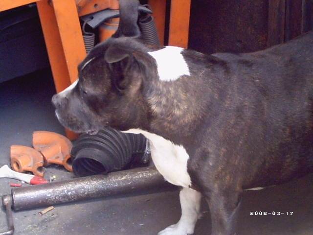buddy 005
