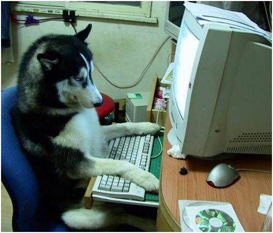 dog2