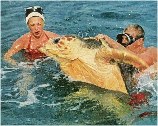 turle