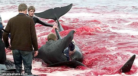 Whale8