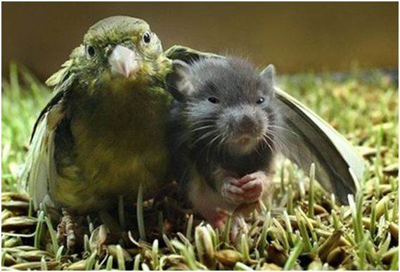 bird mouse