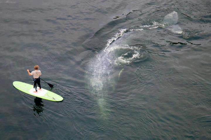 suping