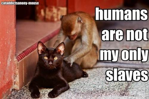 slave