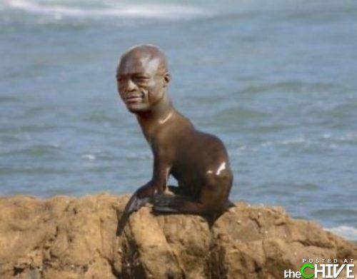 Seal