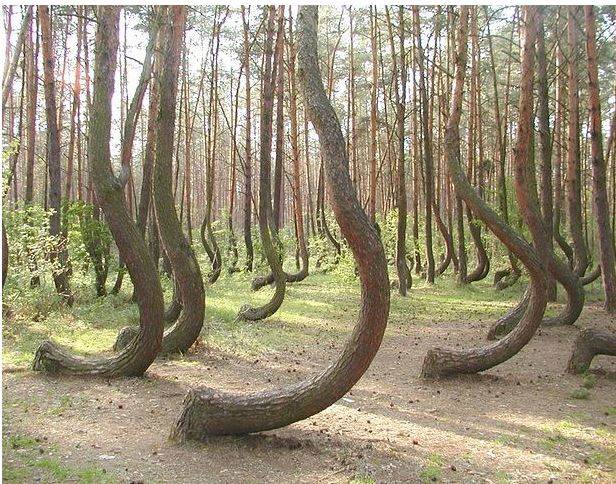 tree 3453