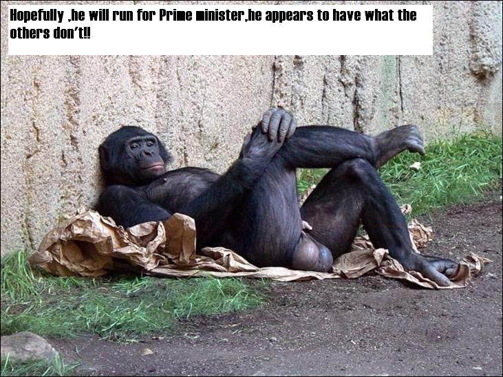 monkey.jpg1111