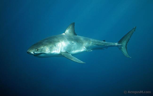 great-white-shark