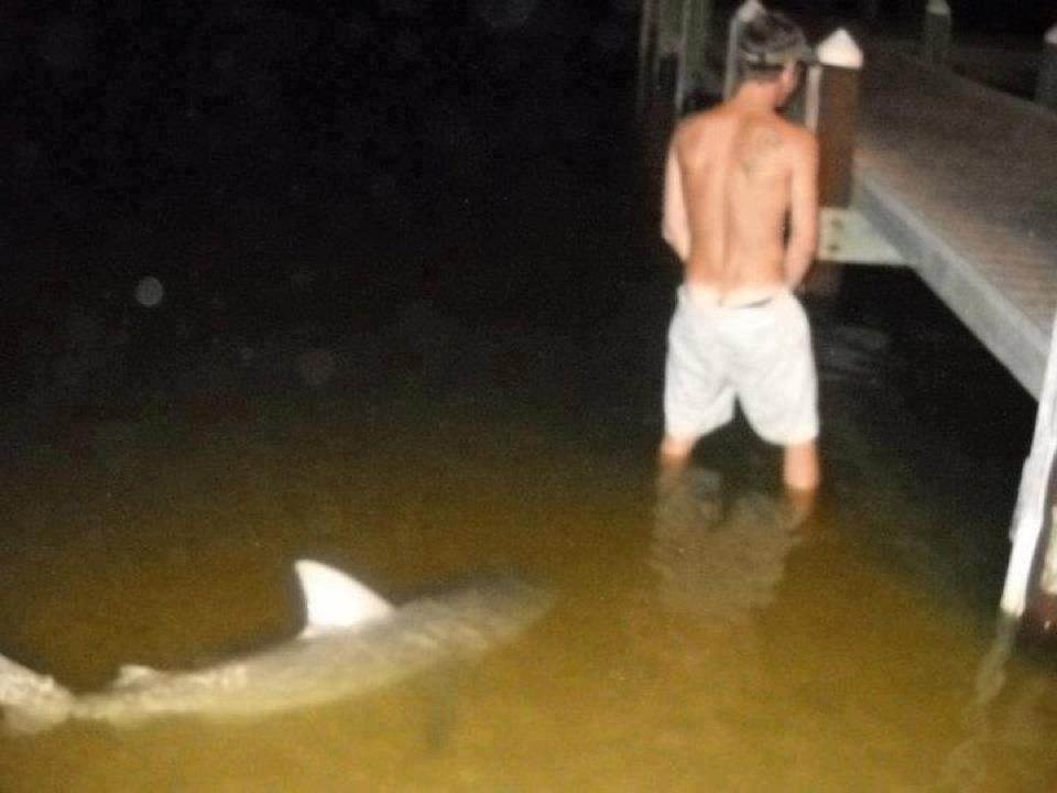 shark
