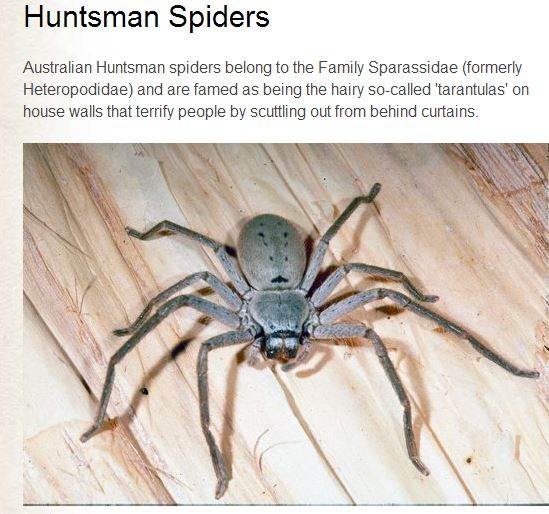 huntsman