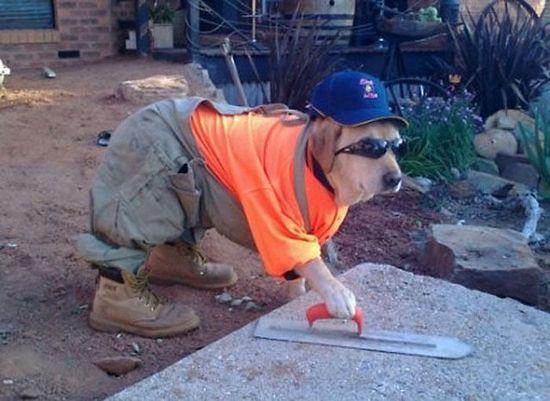 doggie