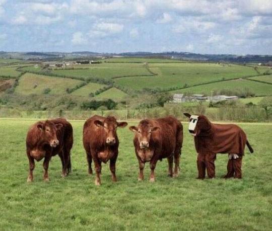 funny-cow-Halloween-costume