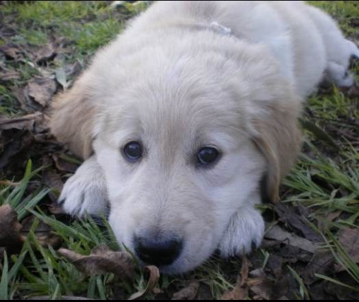 molly