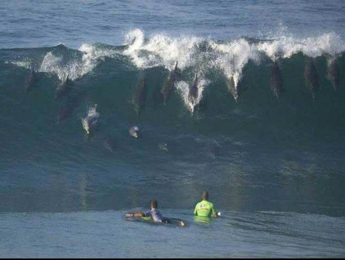 surf