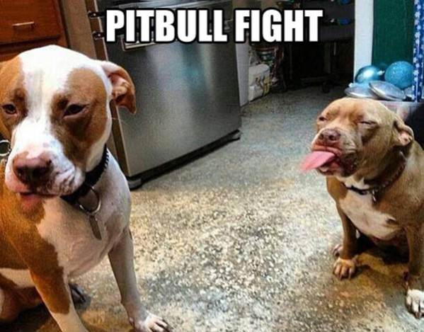 pitbull-fight