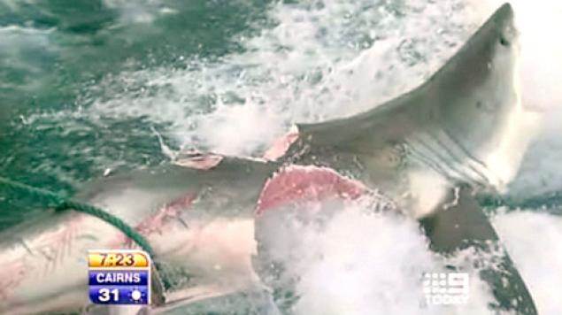 Great white bitten by greater white